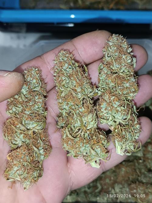 Prova nuova terapia CREAMZILLA. Week 10