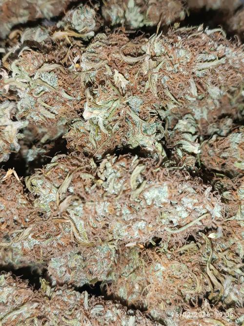 Prova nuova terapia CREAMZILLA. Week 10