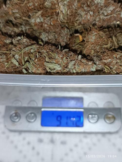 Prova nuova terapia CREAMZILLA. Week 10