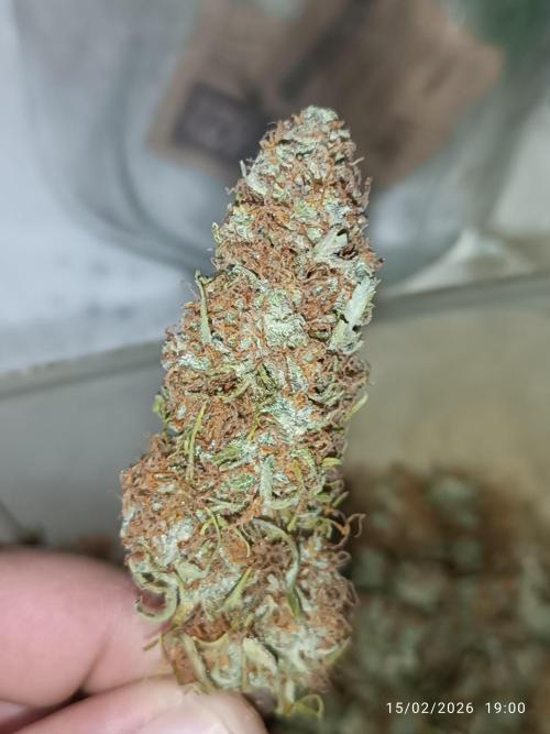 Prova nuova terapia CREAMZILLA. Week 10