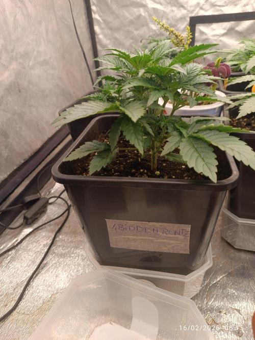 Forbidden runtz auto. Week 3