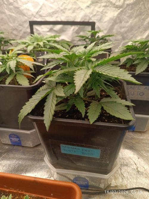 Forbidden runtz auto. Week 3