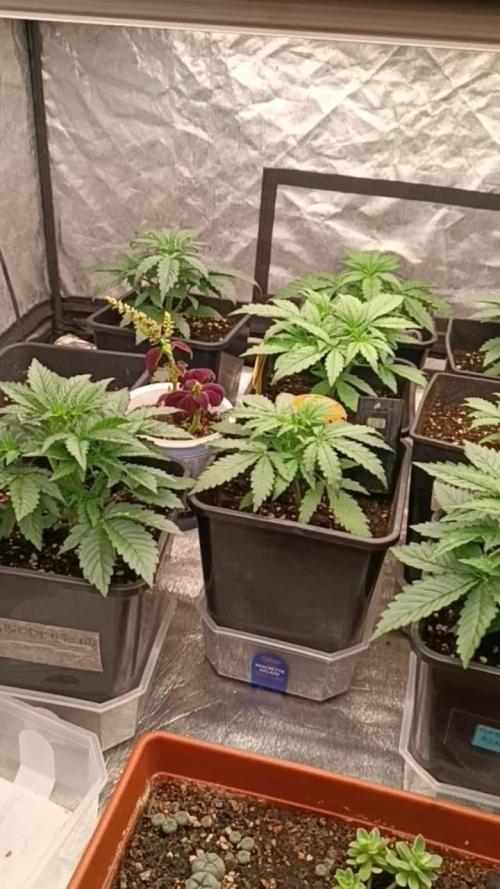 Forbidden runtz auto