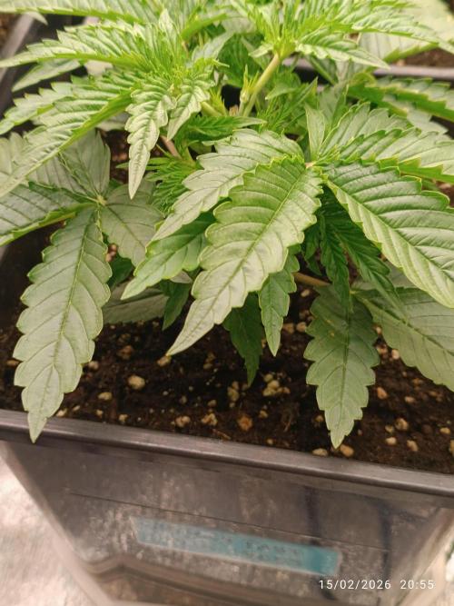 Forbidden runtz auto. Week 3