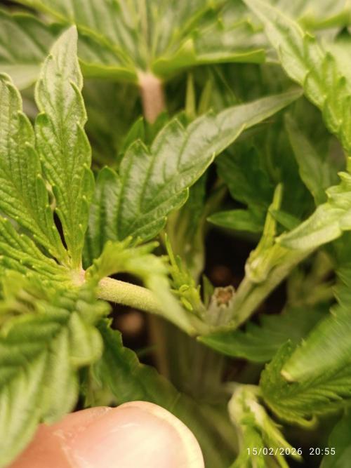 Forbidden runtz auto. Week 3