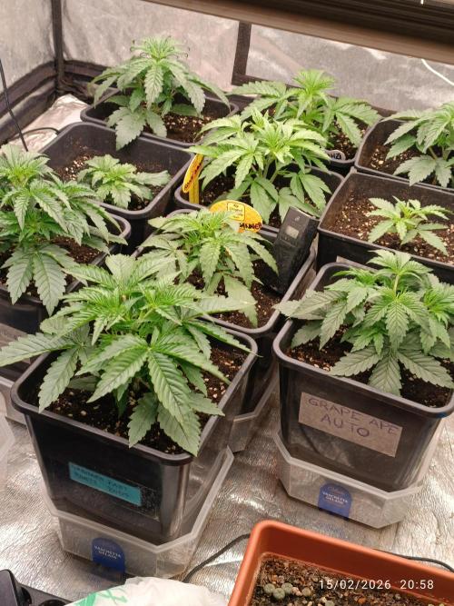 Creamzilla auto. Week 3