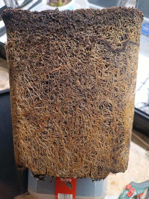 Runtz korngarden Shop. Week 13 - ha fatto 