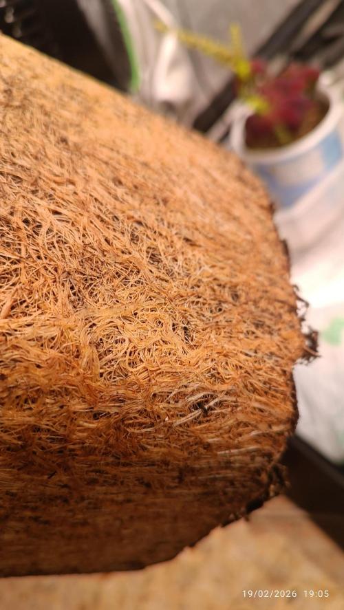 Runtz korngarden Shop. Week 13 - ha fatto un bel panetto di radici