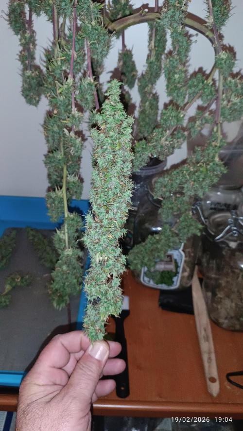 Runtz korngarden Shop. Week 13