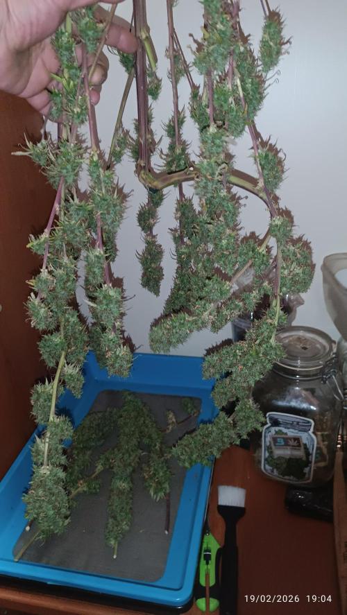 Runtz korngarden Shop. Week 13