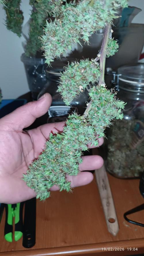 Runtz korngarden Shop. Week 13