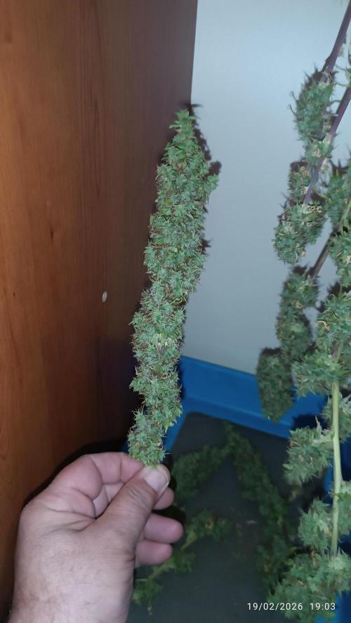 Runtz korngarden Shop. Week 13