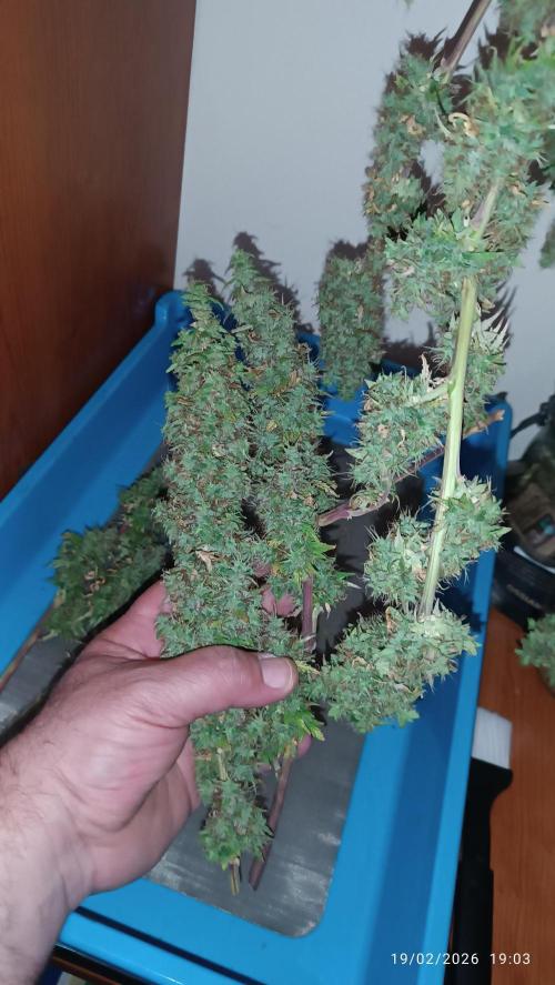 Runtz korngarden Shop. Week 13