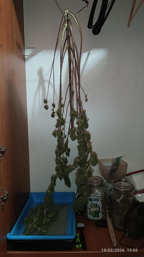 Runtz korngarden Shop. Week 13