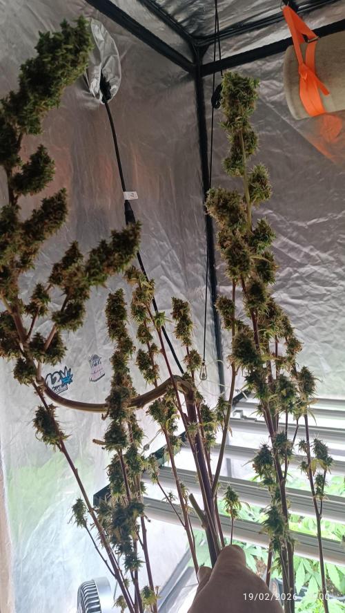 Runtz korngarden Shop. Week 13