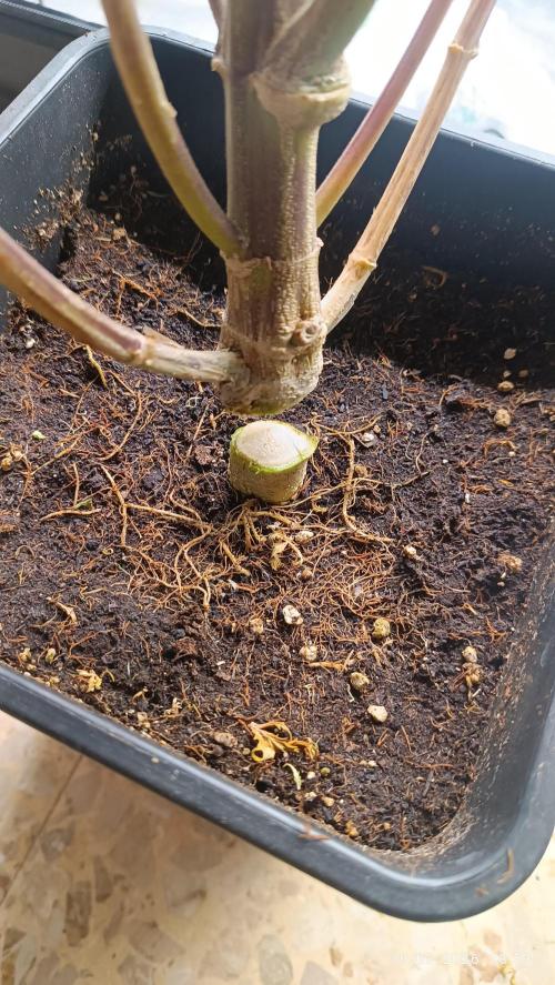 Runtz korngarden Shop. Week 13