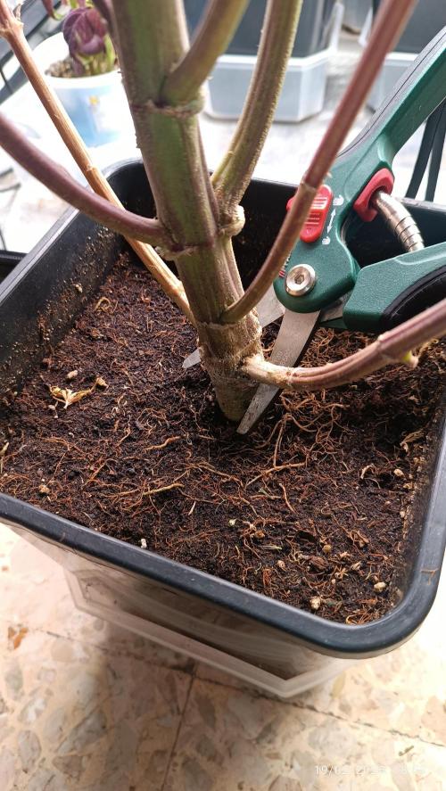 Runtz korngarden Shop. Week 13