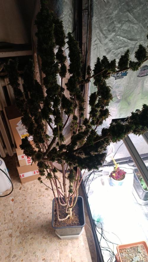 Runtz korngarden Shop. Week 13