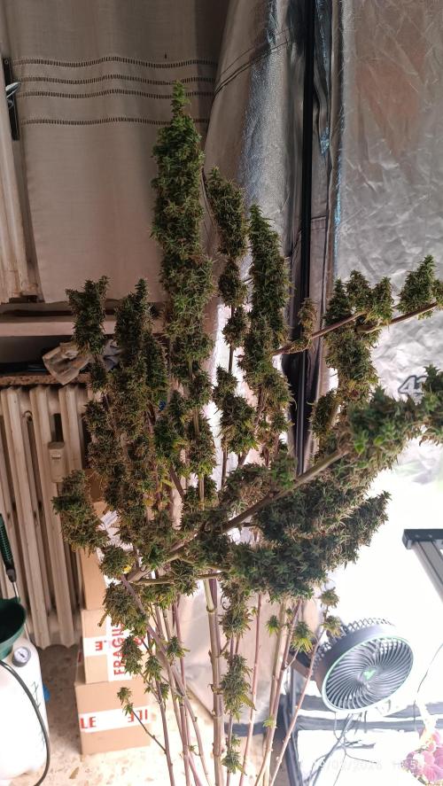 Runtz korngarden Shop. Week 13