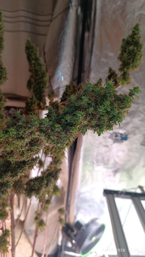 Runtz korngarden Shop. Week 13