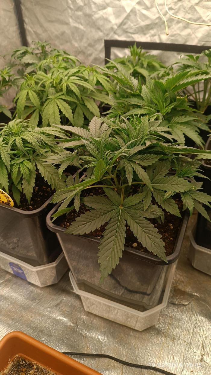 Grape Ape auto. Week 3