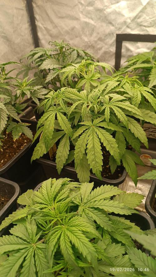 incredibile Hulk. Week 3