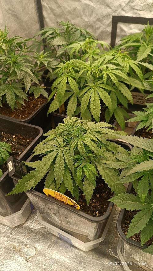 incredibile Hulk. Week 3