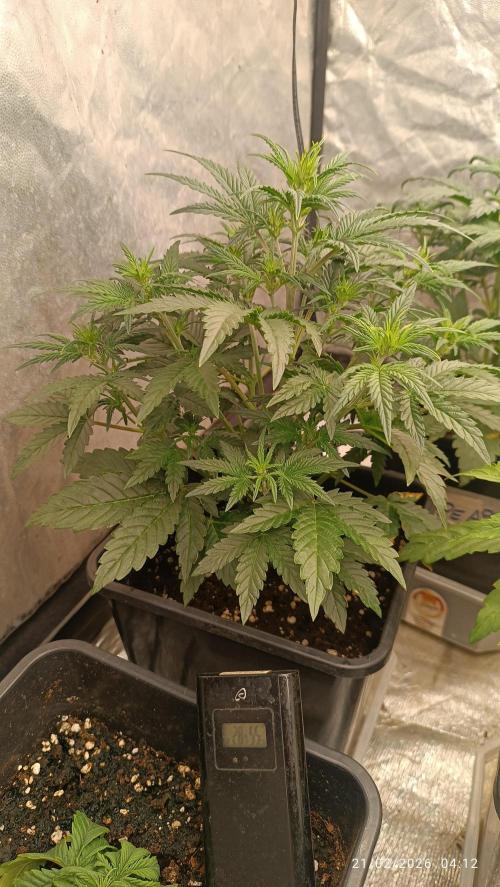 Grape Ape auto. Week 3