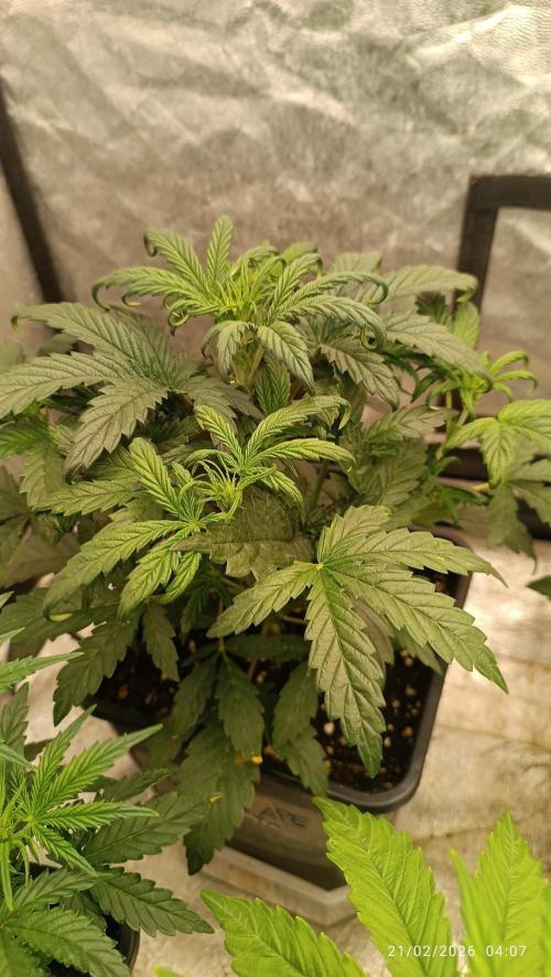 Grape Ape auto. Week 3