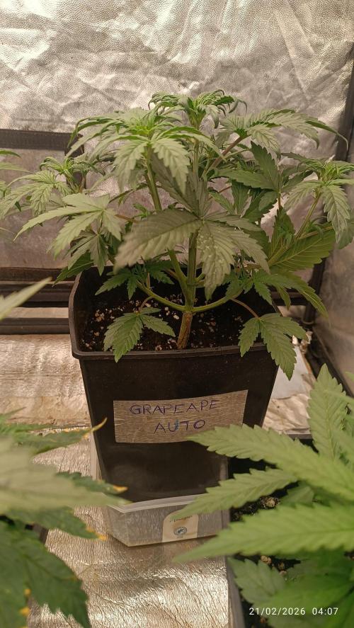 Grape Ape auto. Week 3