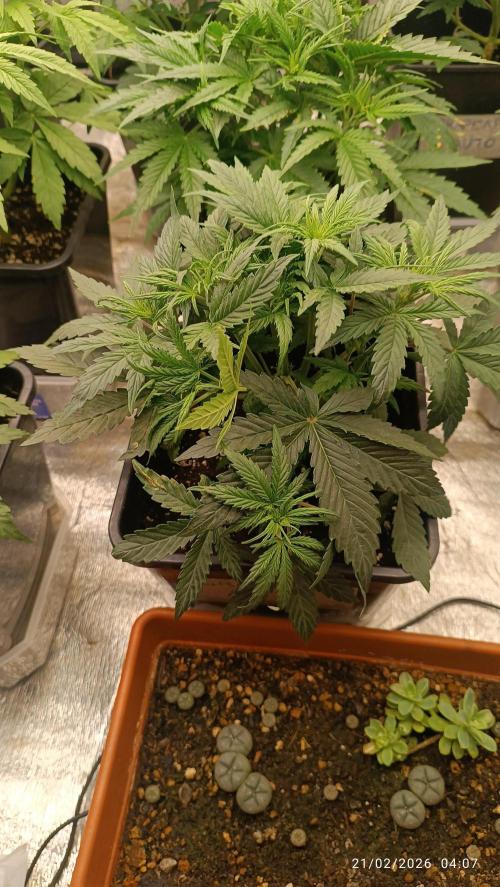 Grape Ape auto. Week 3