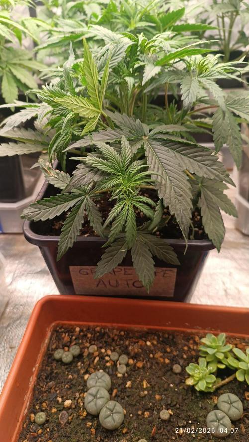 Grape Ape auto. Week 3