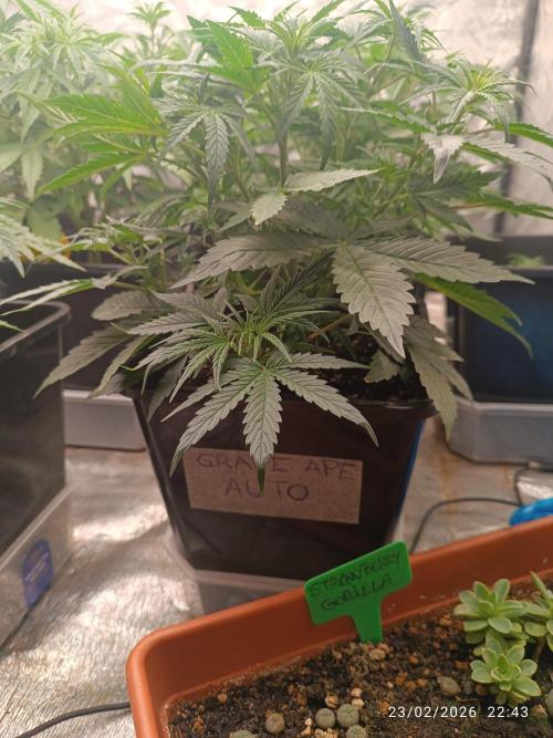 Grape Ape auto. Week 4