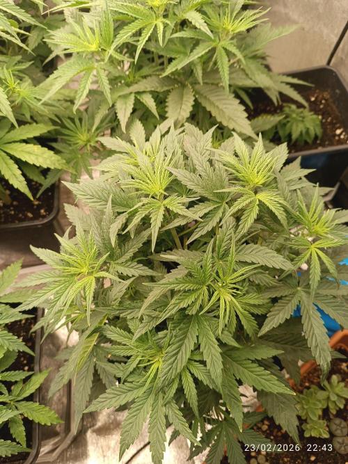 Grape Ape auto. Week 4