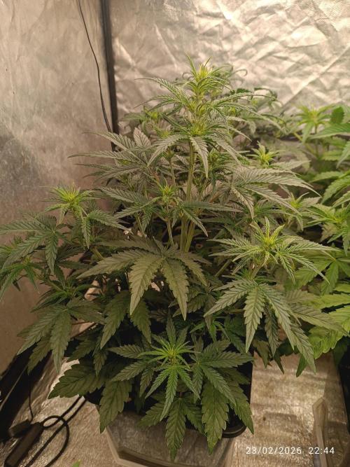Grape Ape auto. Week 4