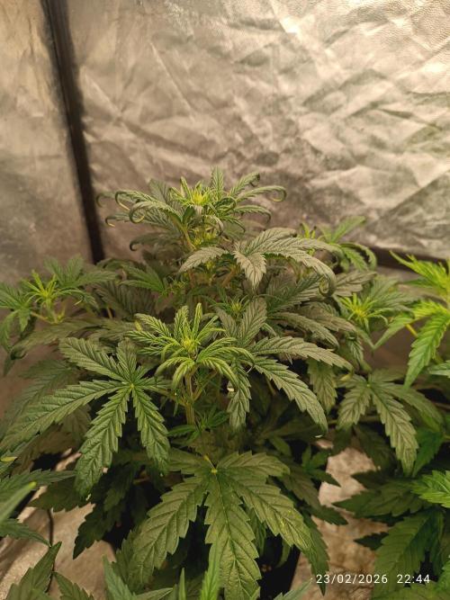 Grape Ape auto. Week 4