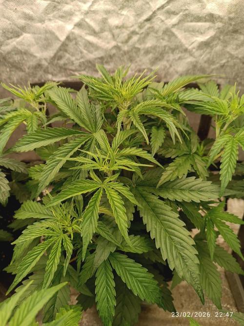 Creamzilla auto. Week 4