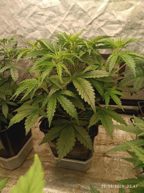 Creamzilla auto. Week 4