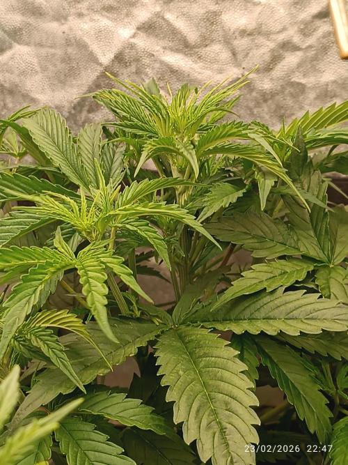 Creamzilla auto. Week 4