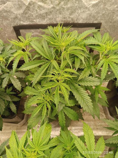 Creamzilla auto. Week 4