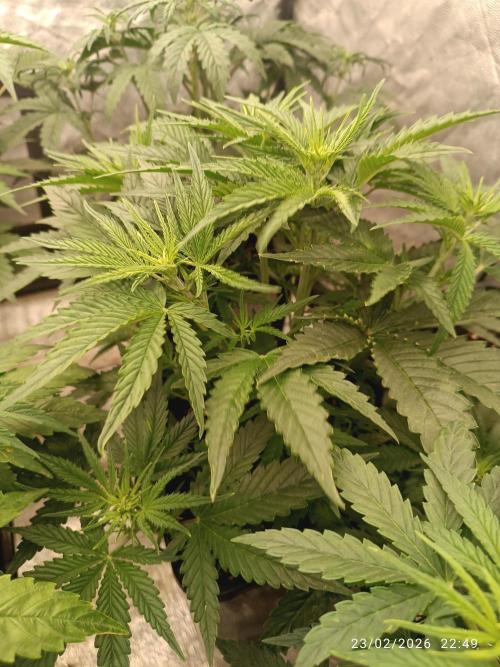 Forbidden runtz auto. Week 4