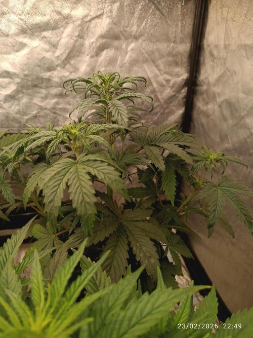 Forbidden runtz auto. Week 4