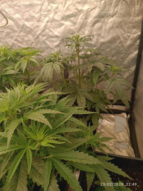 Forbidden Runtz Auto. Week 4