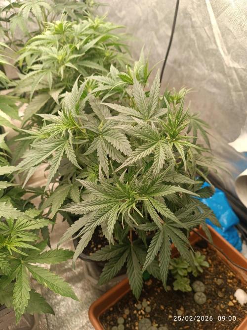 Grape Ape auto. Week 4
