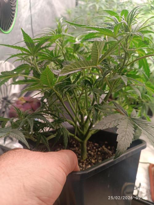 Grape Ape auto. Week 4