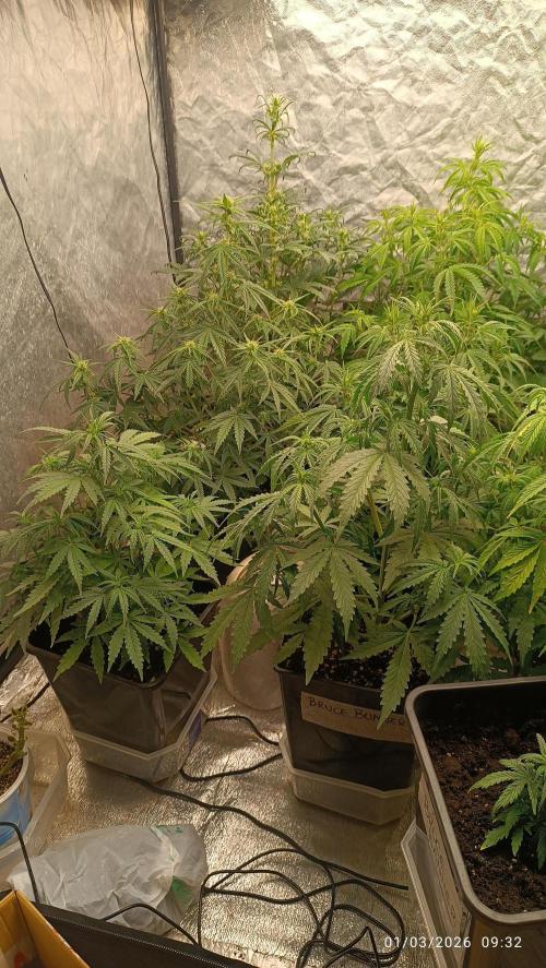Forbidden runtz auto. Week 5