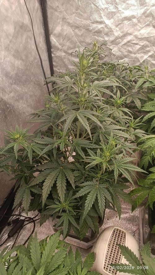 Forbidden Runtz Auto. Week 5
