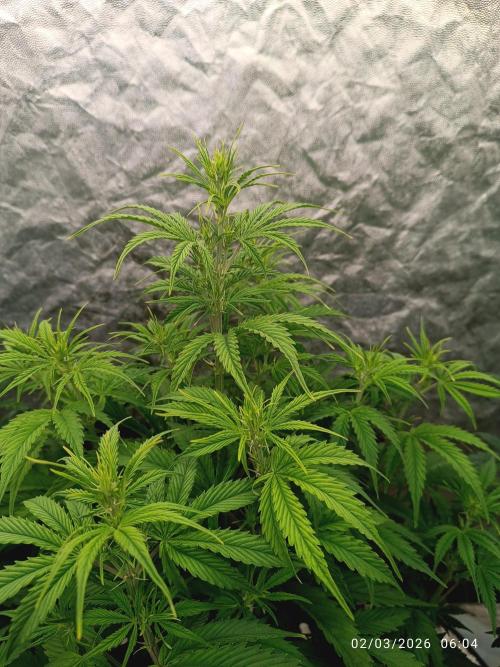 Creamzilla auto. Week 5