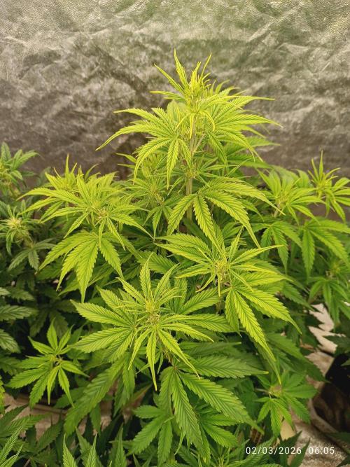 Creamzilla auto. Week 5