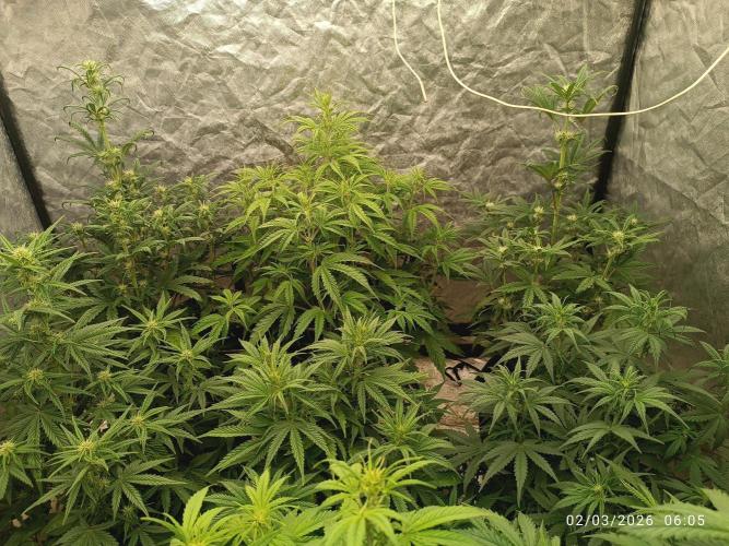 Creamzilla auto. Week 5